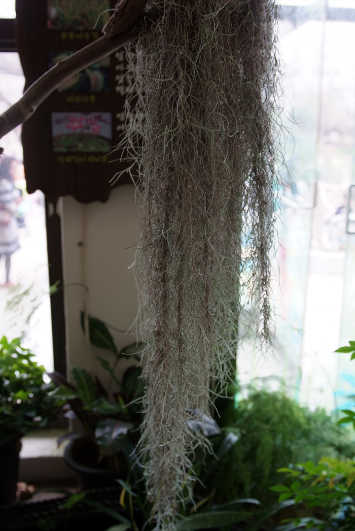 틸란디시아 - Tillandsia bergeri
