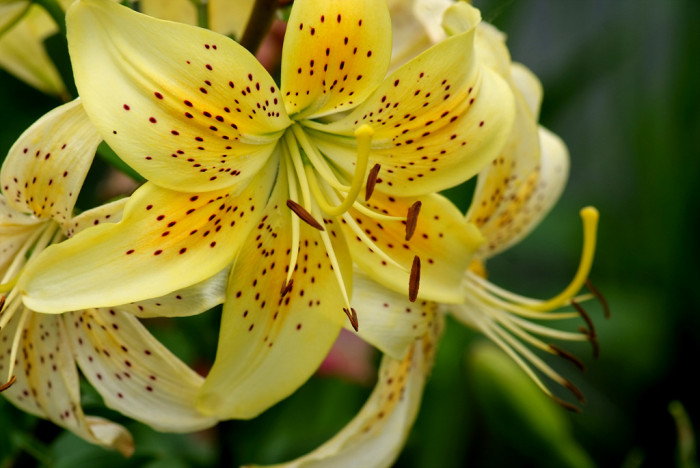 백합 - Lily, Lilium longiflorum Thunb.