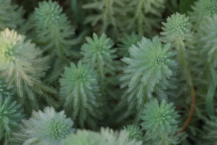 물수세미 - Myriophyllum verticillatum