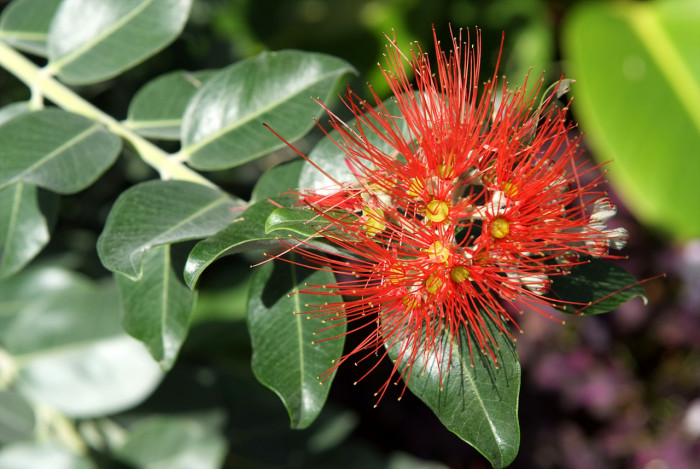 병솔나무 - Bottlebrush, Callistemon lanceolatus