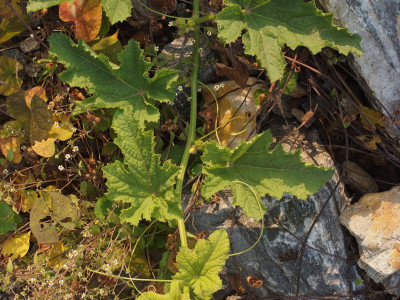 참외 사진 - Cucumis melo var. makuwa Makino Photos