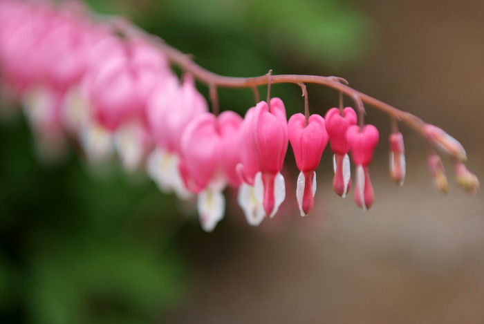 금낭화 - Dicentra spectabilis
