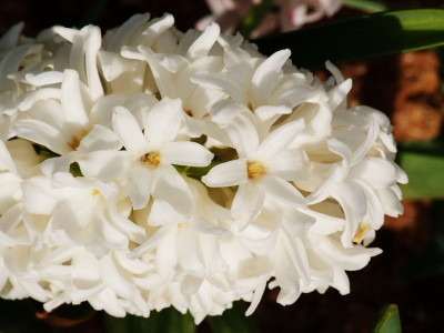 히아신스 사진 - Hyacinthus orientalis L. Photos