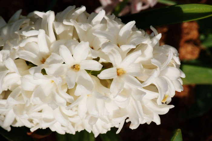 히아신스 - Hyacinth, Hyacinthus orientalis L.
