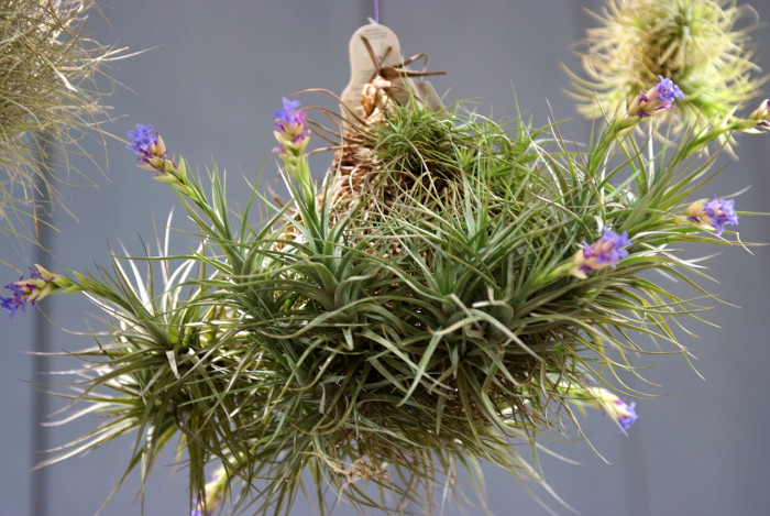 틸란디시아 - Tillandsia bergeri