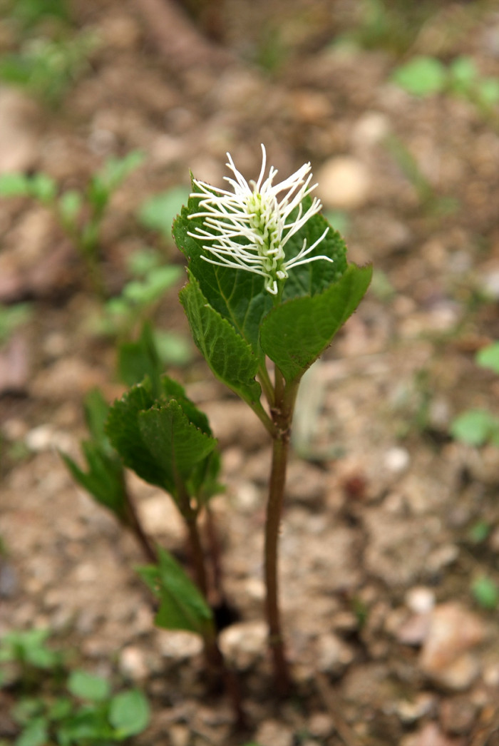 홀아비꽃대 - Chloranthus japonicus