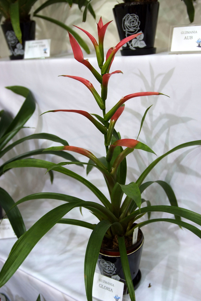 틸란디시아 - Tillandsia bergeri