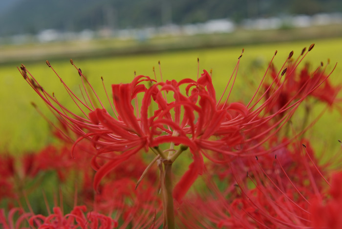 석산 - red spider lily, Lycoris radiata