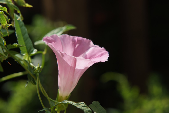 메꽃 - Morning Glory, Calystegia japonica