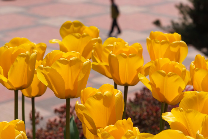 튤립 - Tulip, Tulipa gesneriana