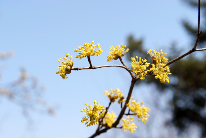 산수유 - Cornus officinalis Siebold & Zucc.
