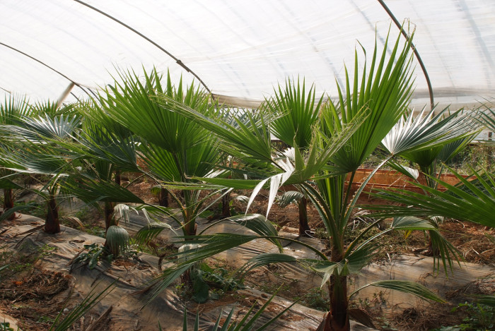 워싱턴야자 - Washington palm, California Fan Palm, Washingtonia filifera