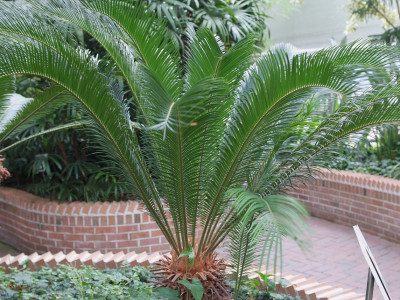 소철 사진 - Cycas revoluta Thunb. Photos