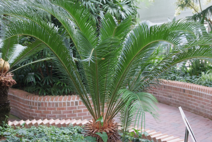 소철 - Cycas revoluta Thunb.