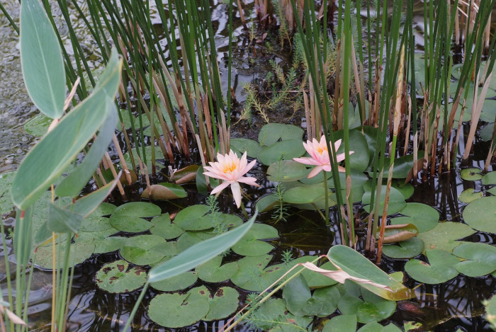 수련 - Nymphaea tetragona var. angusta