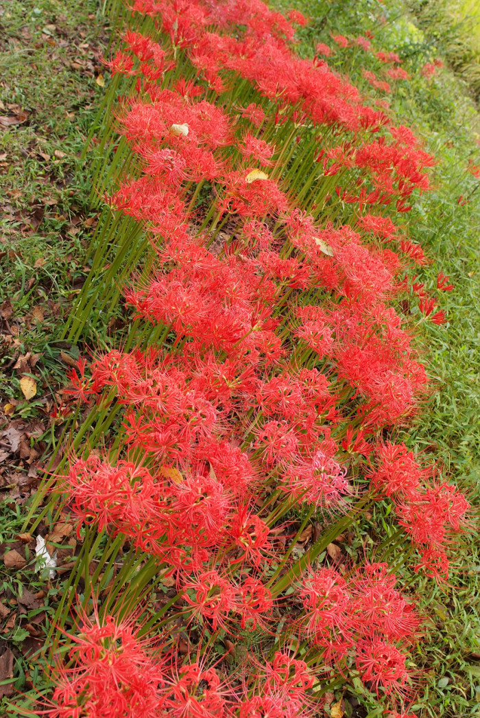 석산 - red spider lily, Lycoris radiata