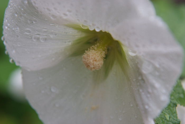 접시꽃 - Alcea rosea, Althaea rosea