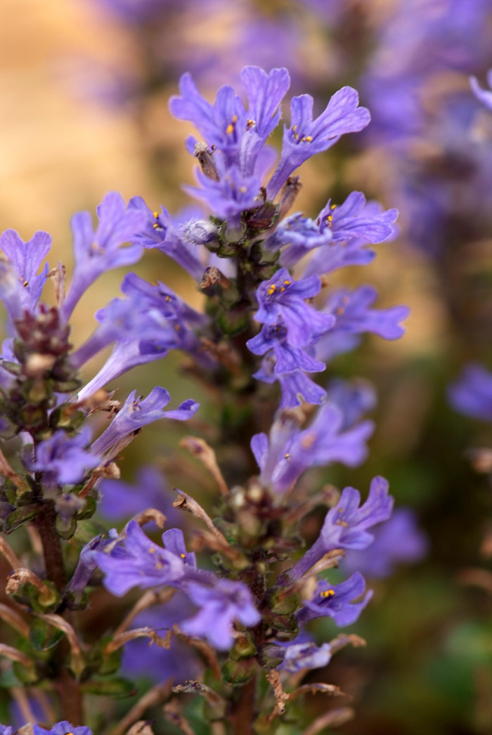 조개나물 - Ajuga multiflora Bunge