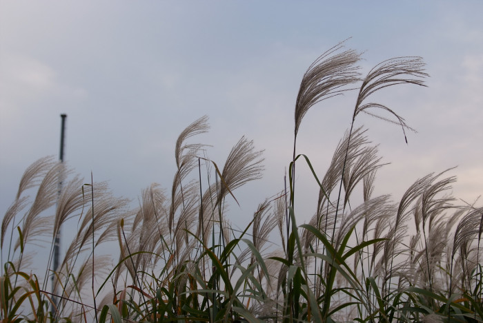 억새 - peder, Miscanthus sinensis var. purpurascens (Andersson) Rendle