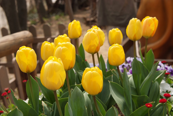 튤립 - Tulip, Tulipa gesneriana