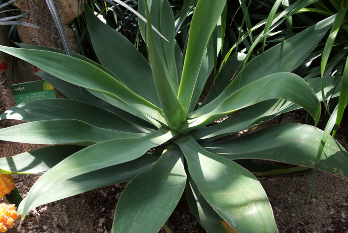 아테누아타 - Foxtail Agave, Dragon-Tree Agave, Spineless Agave, Agave attenuata