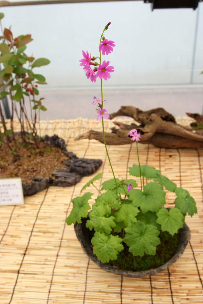 큰앵초 - Primula jesoana Miq.