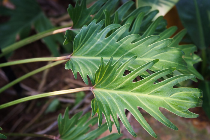 필로덴드론 셀로움 - Selloum philodendron, Philodendron bipinnatifidum