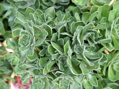 사해파 사진 - Faucaria tigrina Photos