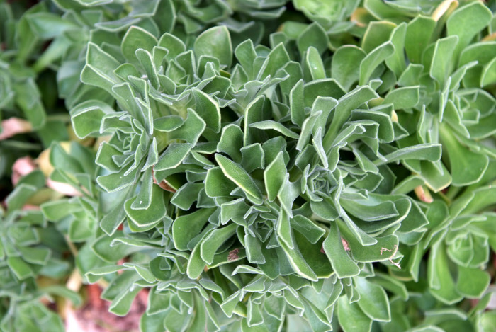 사해파 - Faucaria tigrina