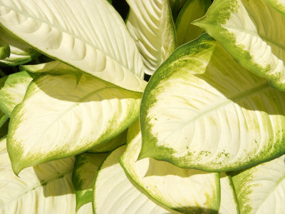 디펜바키아 사진 - Dieffenbachia Marianna Photos