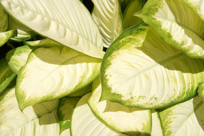 디펜바키아 - Dieffenbachia Marianna