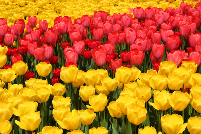 튤립 - Tulip, Tulipa gesneriana