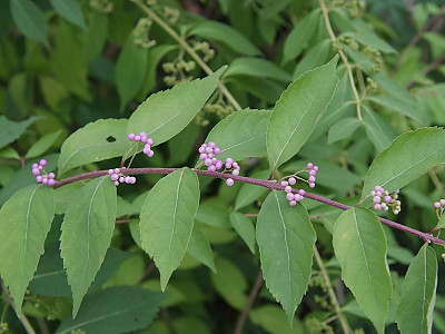 작살나무 사진 - Callicarpa japonica Thunb. Photos