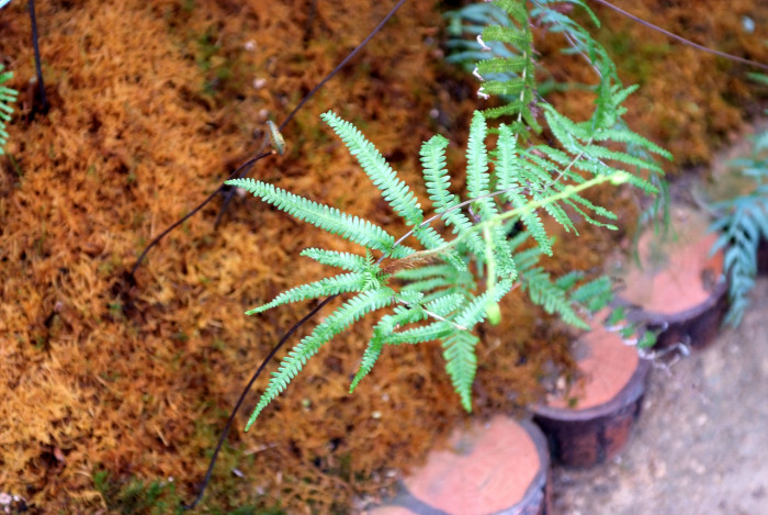 풀고사리 - Gleichenia japonica Spreng.