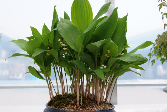 은방울꽃 - Convallaria keiskei Miq.
