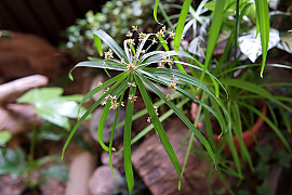 방동사니 - Cyperus amuricus Maxim.