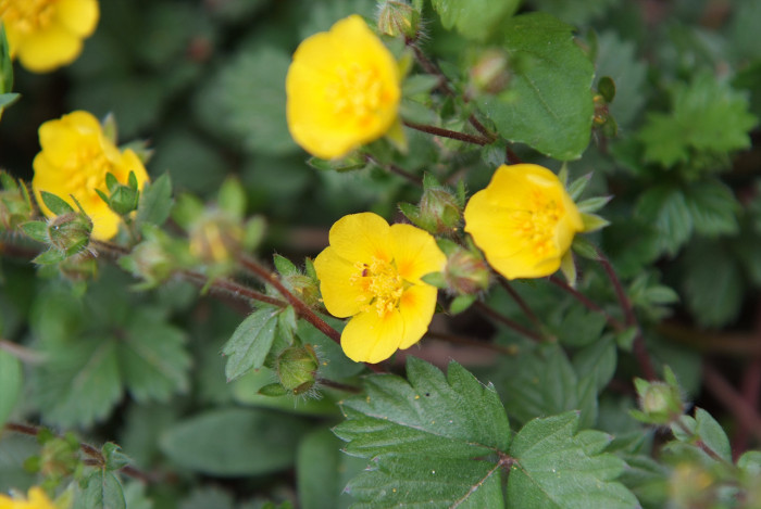 좀양지꽃 - Potentilla matsumurae Th.Wolf