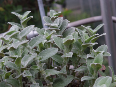 털달개비 사진 - Tradescantia sillamontana Photos