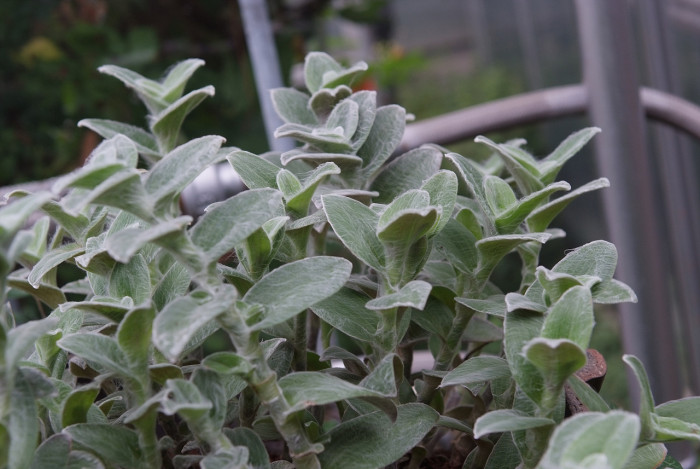 털달개비 - White Velvet, White Gossamer, Tradescantia sillamontana