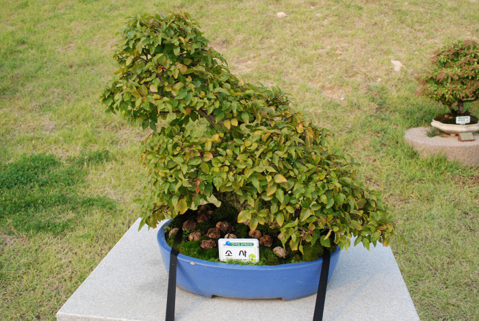 소사나무 - Korean Hornbeam, Carpinus coreana