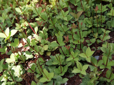 페페로미아 사진 - Peperomia dahlstedtii. Photos