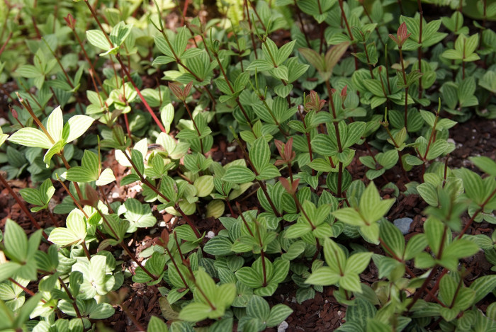 페페로미아 - Vining pepper, vining peperomia, Peperomia dahlstedtii.