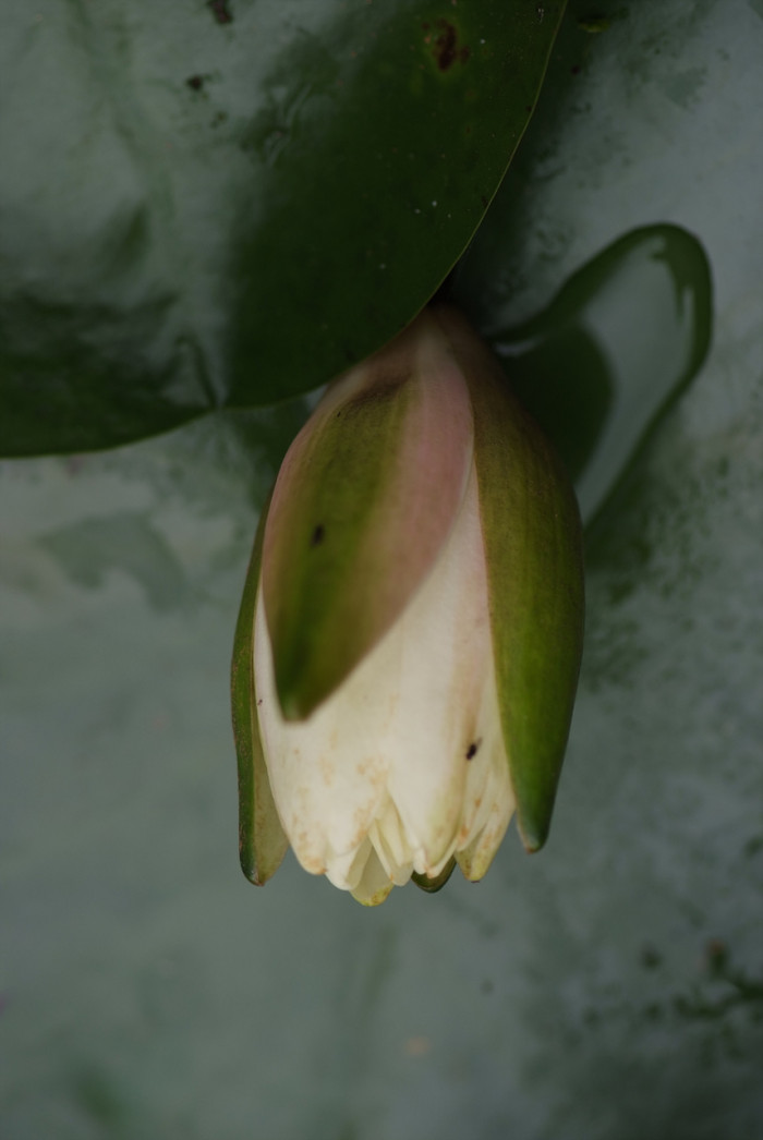 수련 - Nymphaea tetragona var. angusta