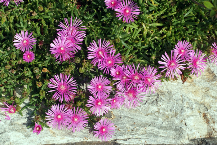 송엽국 - Trailing Ice Plant, Lampranthus spectabilis