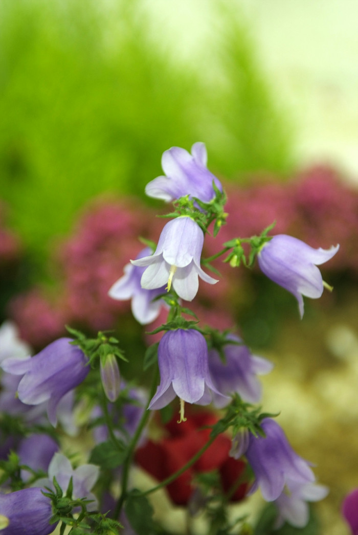캄파눌라 - Canterbury bells, Campanula poscharskyana
