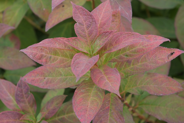 산수국 - Hydrangea serrata for. acuminata