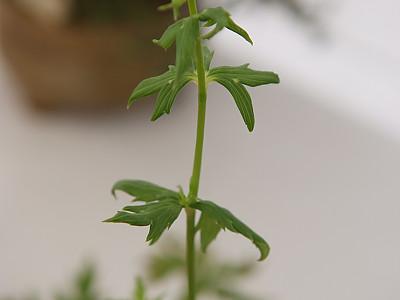 금매화 사진 - Trollius ledebourii Rchb. Photos
