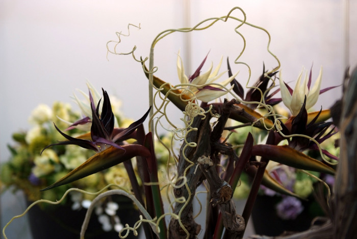 극락조화 - Bird of paradise, Strelitzia reginae