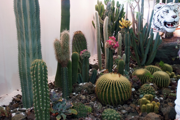 선인장 - Opuntia ficus-indica Mill.