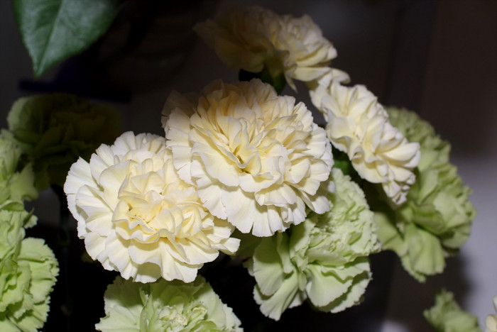 카네이션 - Bernard, Dianthus caryophyllus L.